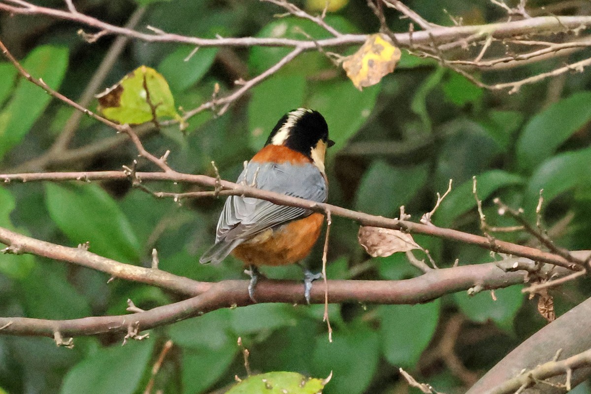 rødmeis - ML646638508