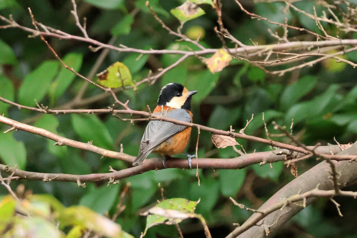 rødmeis - ML646638509