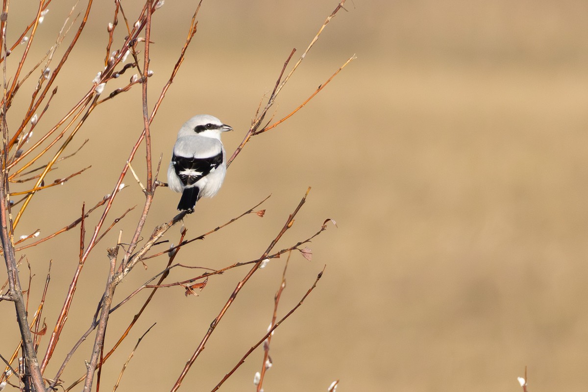 Great Gray Shrike - ML646638510
