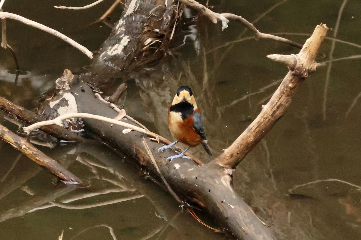 rødmeis - ML646638512