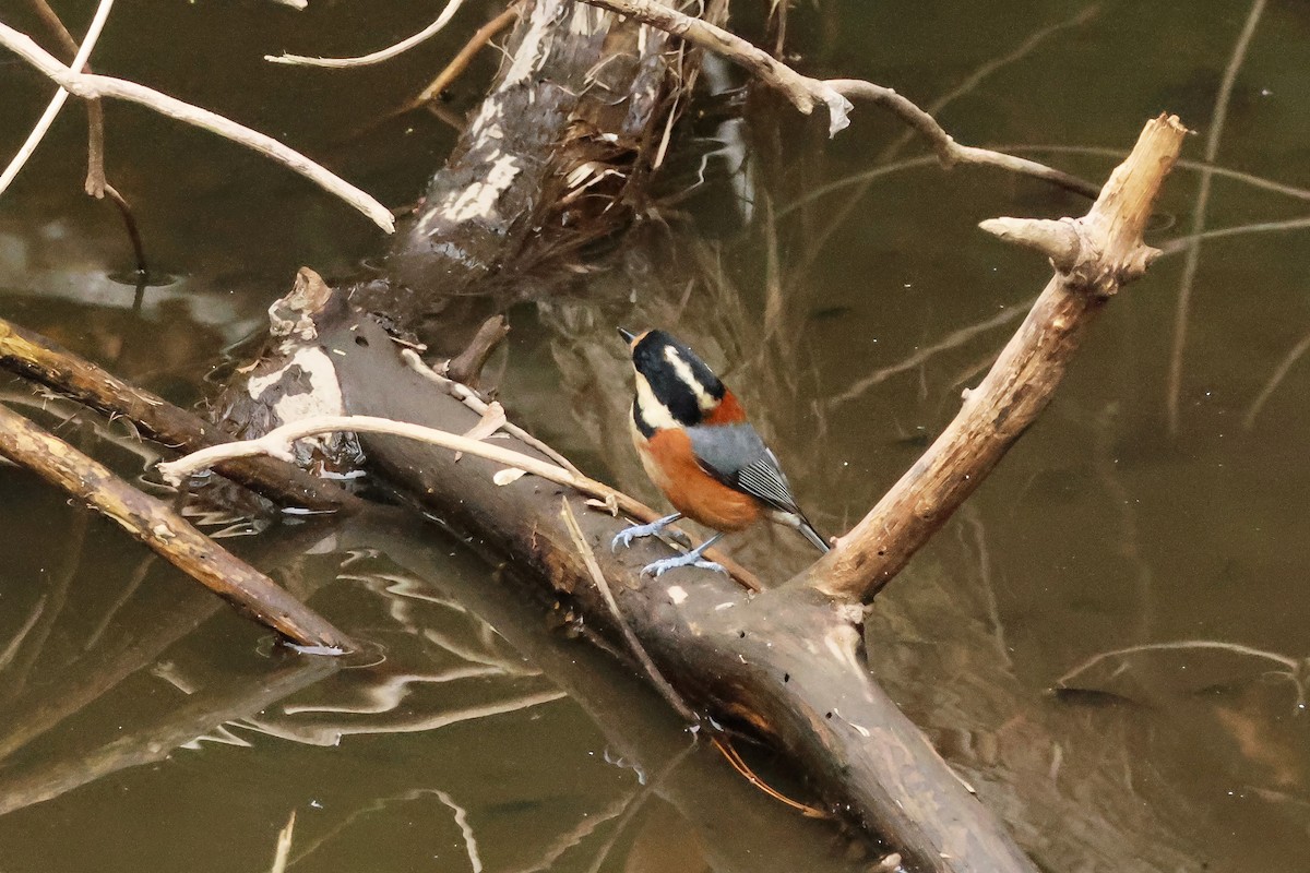 rødmeis - ML646638513