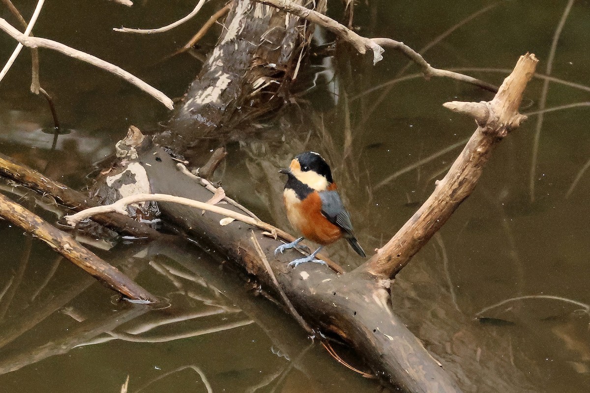 rødmeis - ML646638514