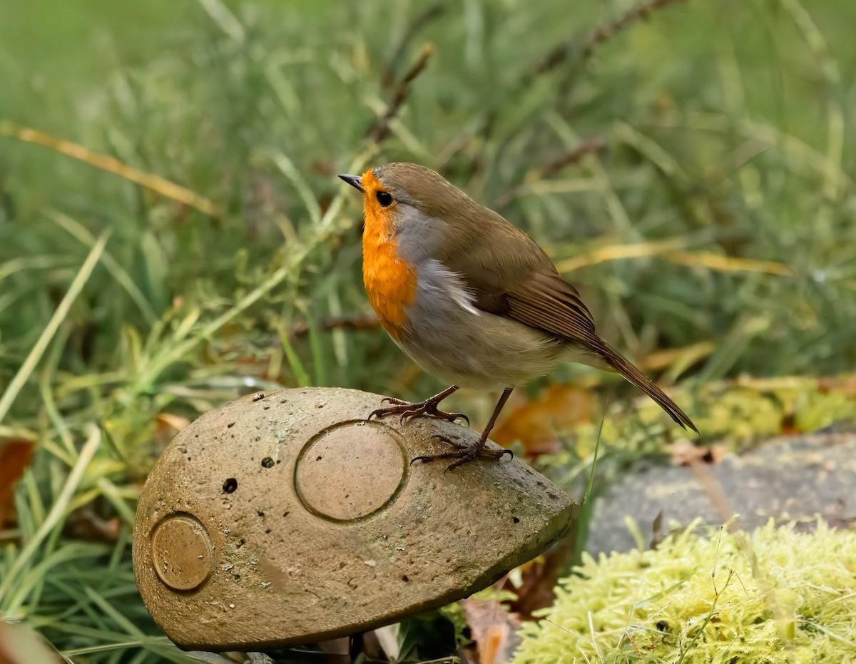 European Robin - ML646638515