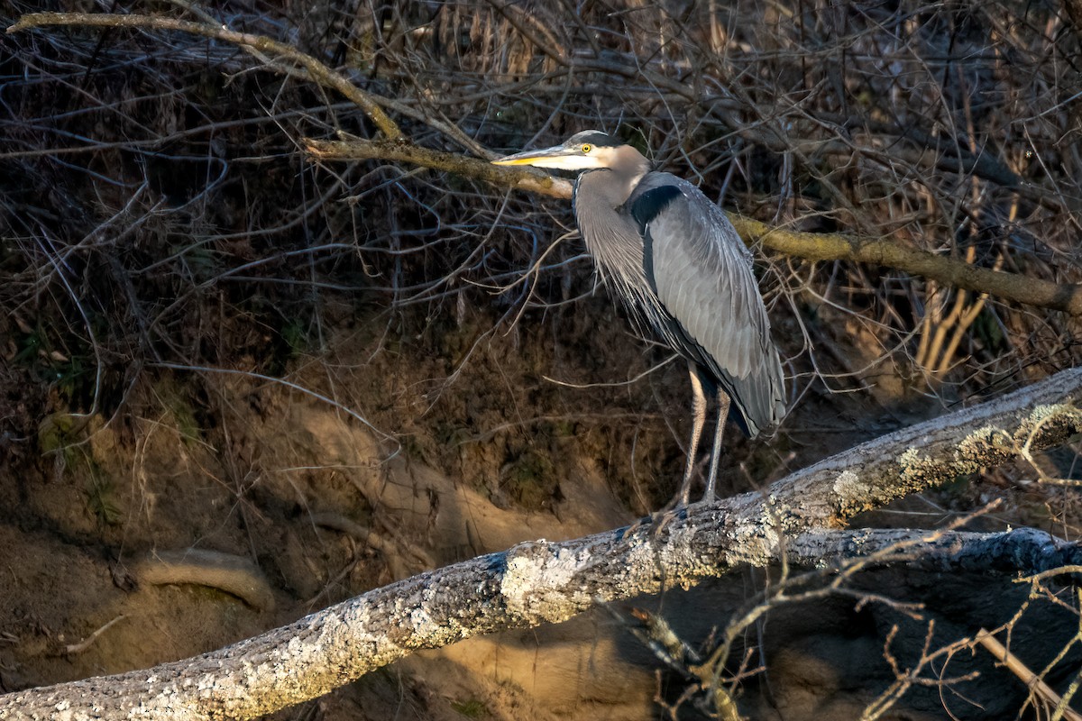 Grand Héron - ML646638516