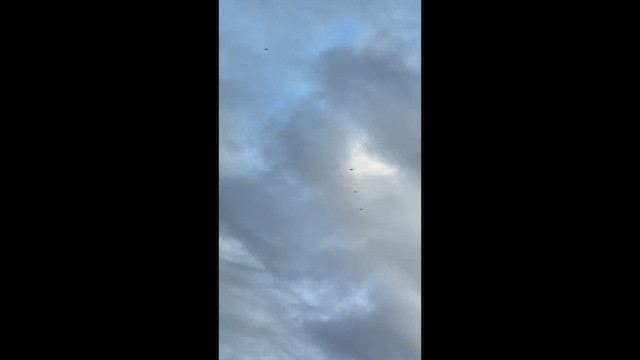 Magnificent Frigatebird - ML646638519