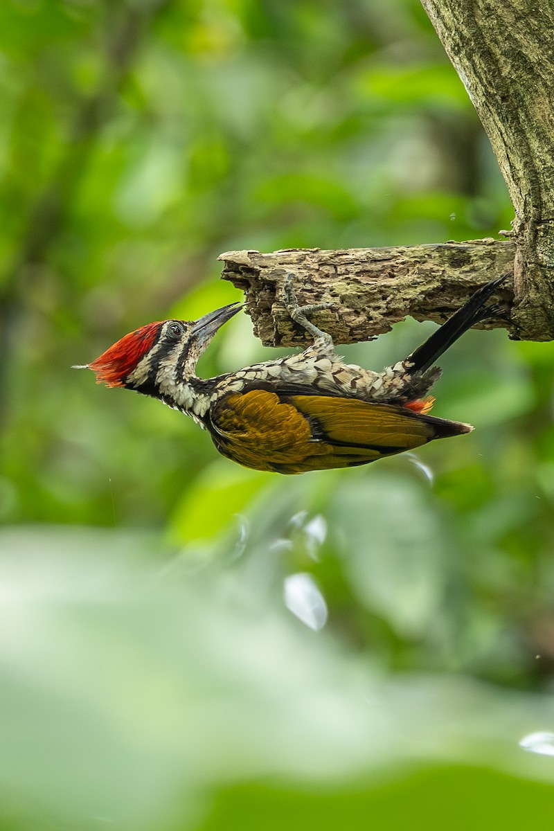 Common Flameback - ML646638520