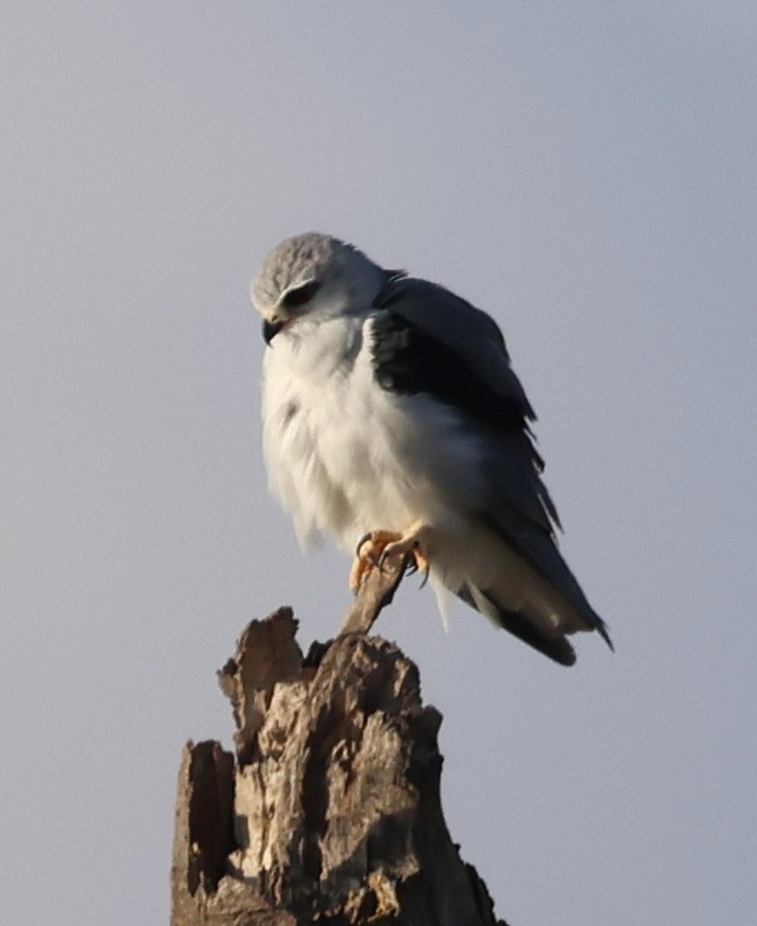 Ak Çaylak - ML646638521