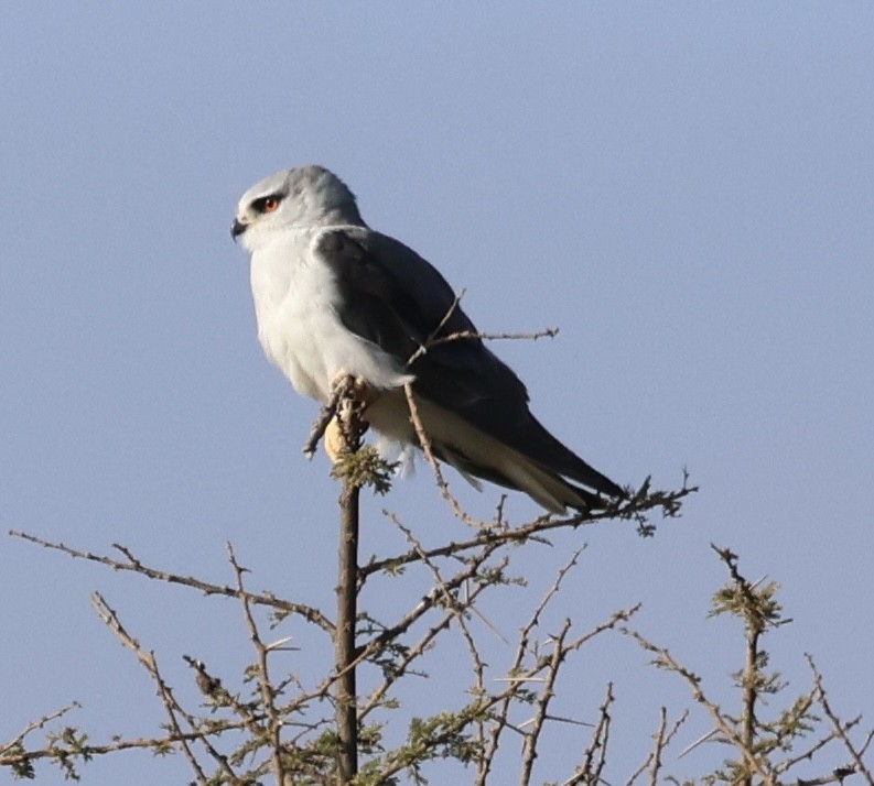 Ak Çaylak - ML646638522