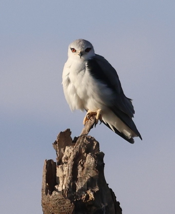 Ak Çaylak - ML646638523