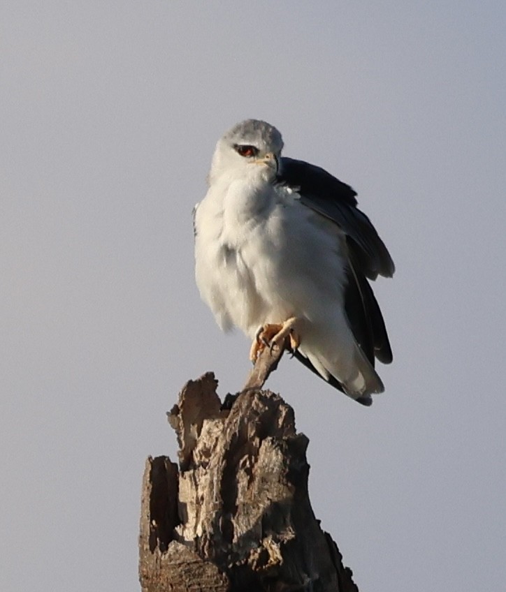 Ak Çaylak - ML646638524