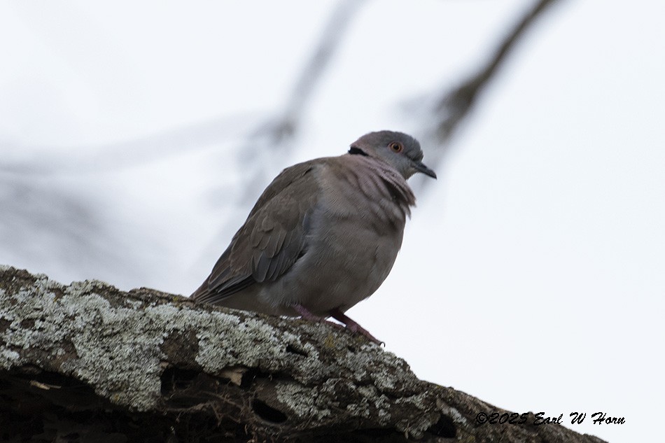 Mourning Collared-Dove - ML646638525