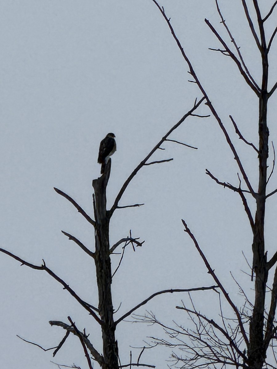 parulahauk - ML646638526