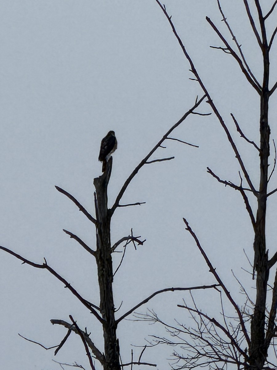 parulahauk - ML646638527