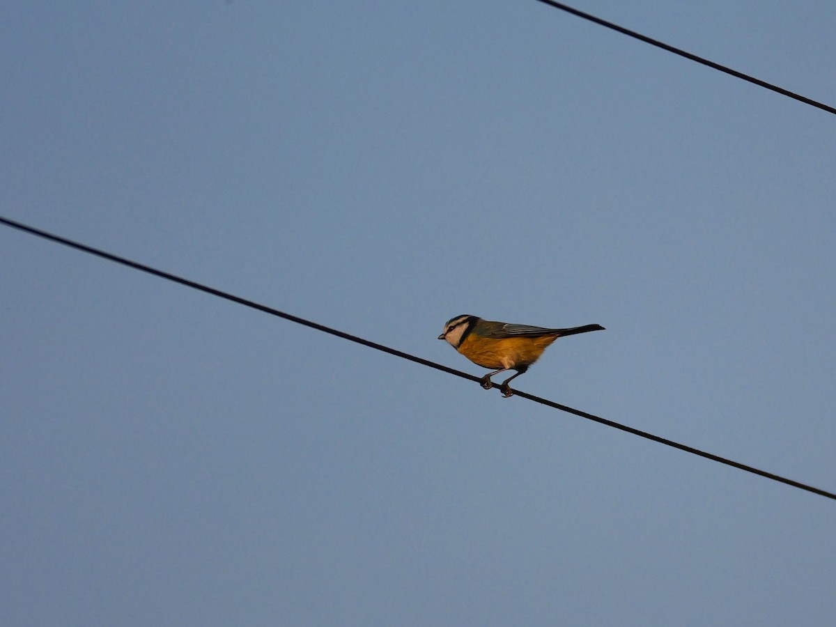 Eurasian Blue Tit - ML646638528
