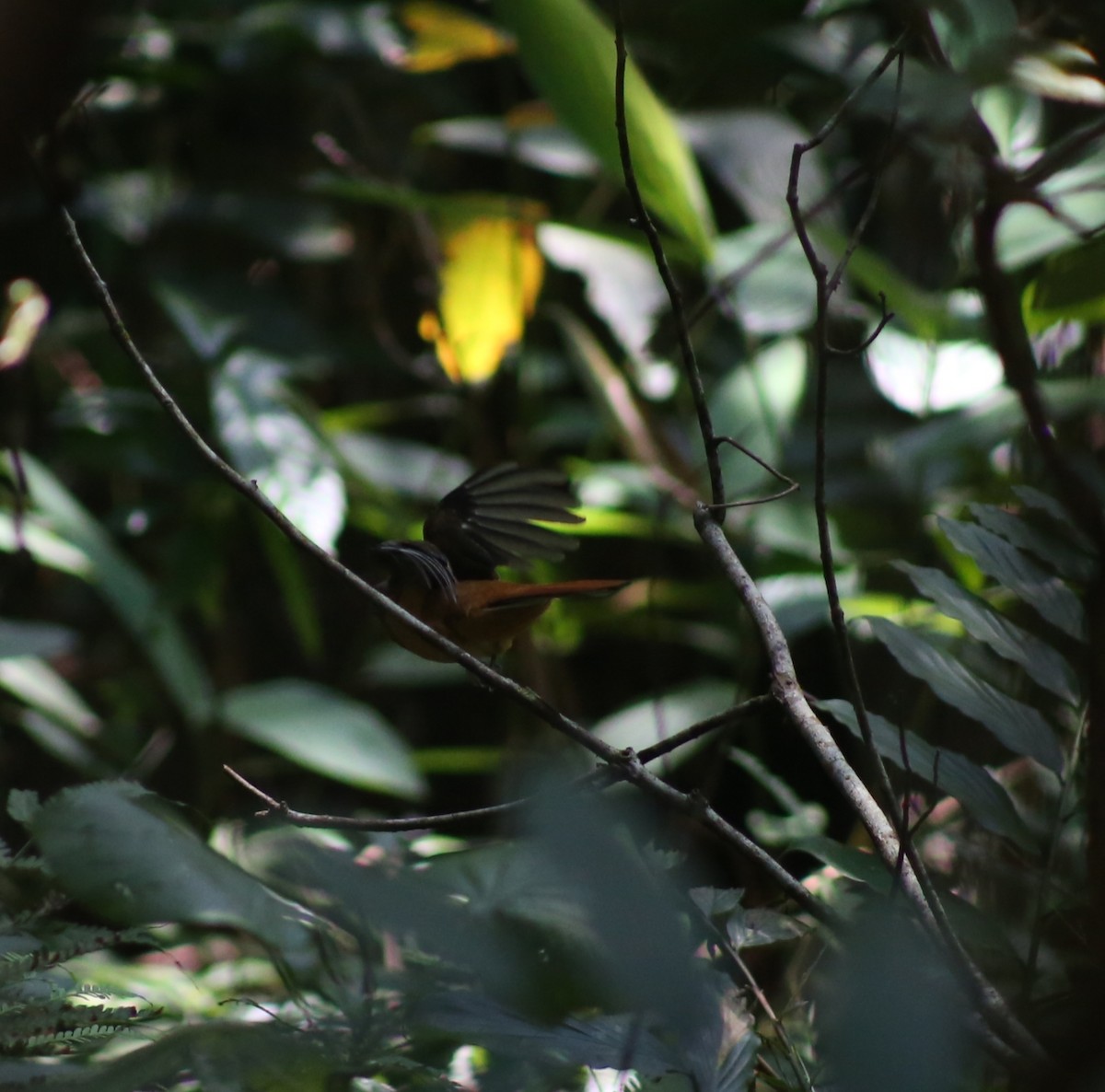 Malabar Trogon - ML646638529