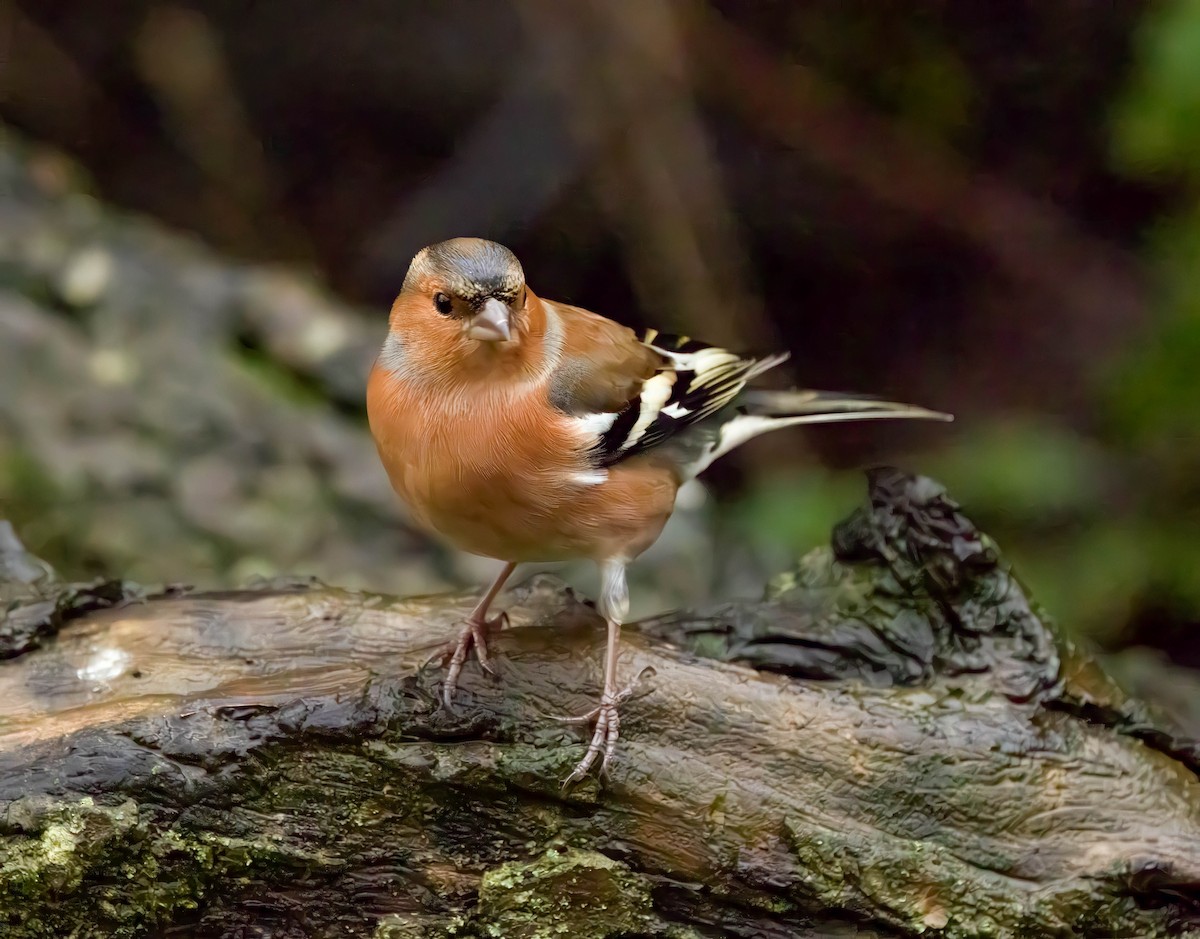 Common Chaffinch - ML646638530