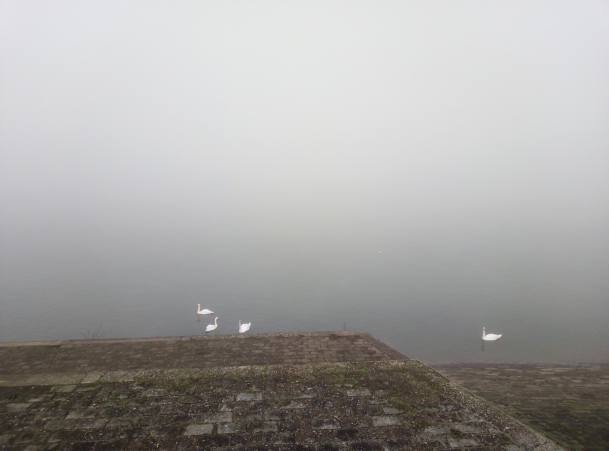 Mute Swan - ML646638531