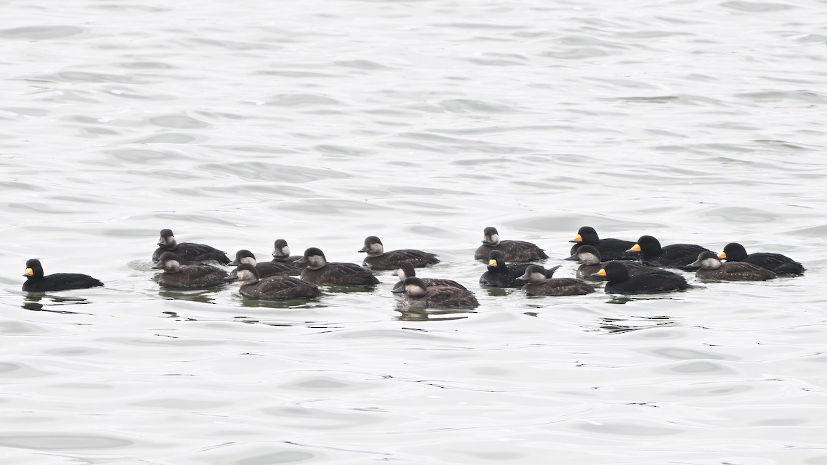 Black Scoter - ML646638532