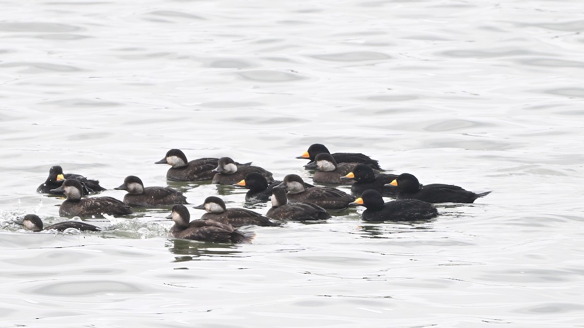 Black Scoter - ML646638533