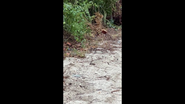 Black-faced Grassquit - ML646638534