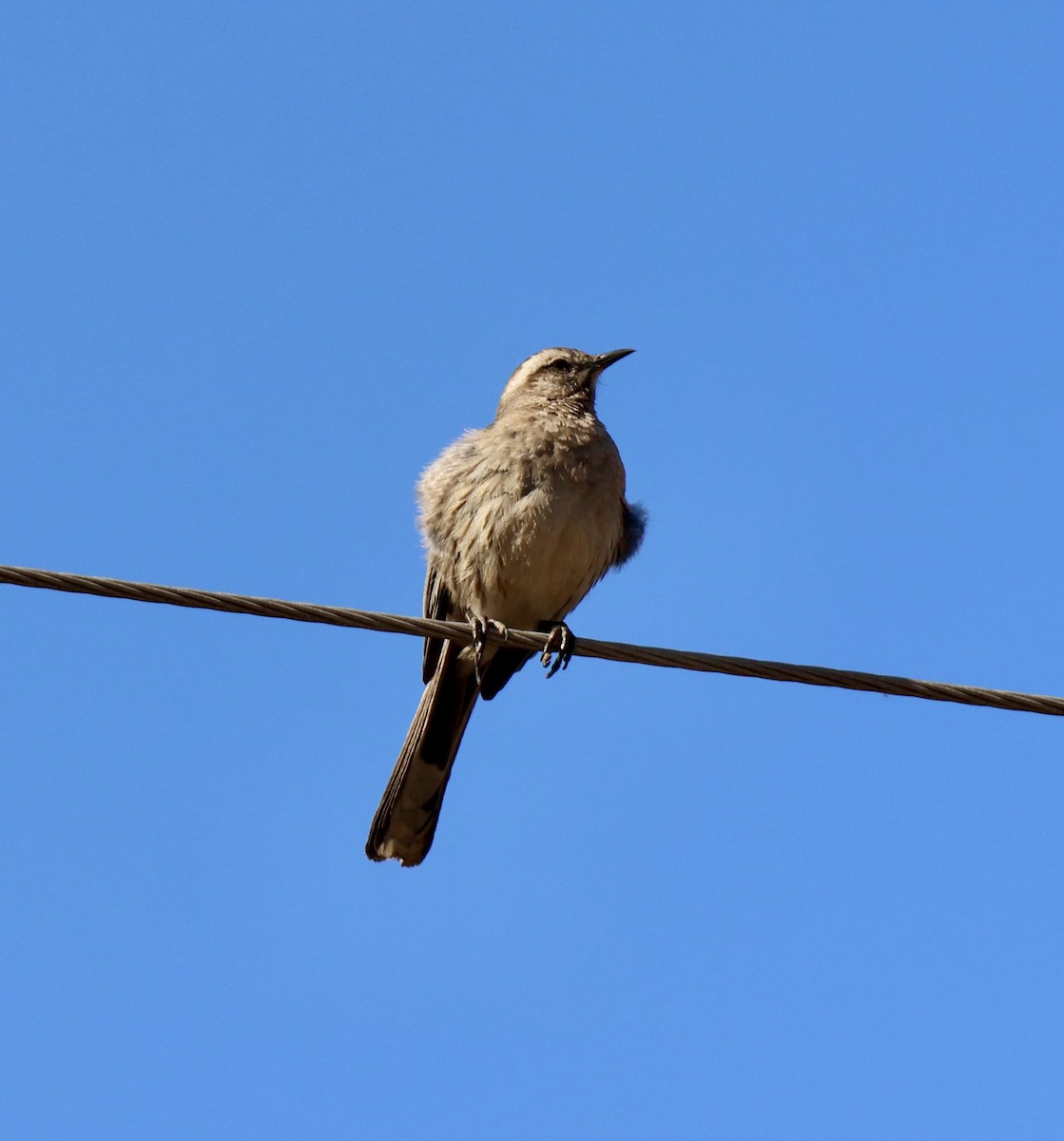 Chilean Mockingbird - ML646638536