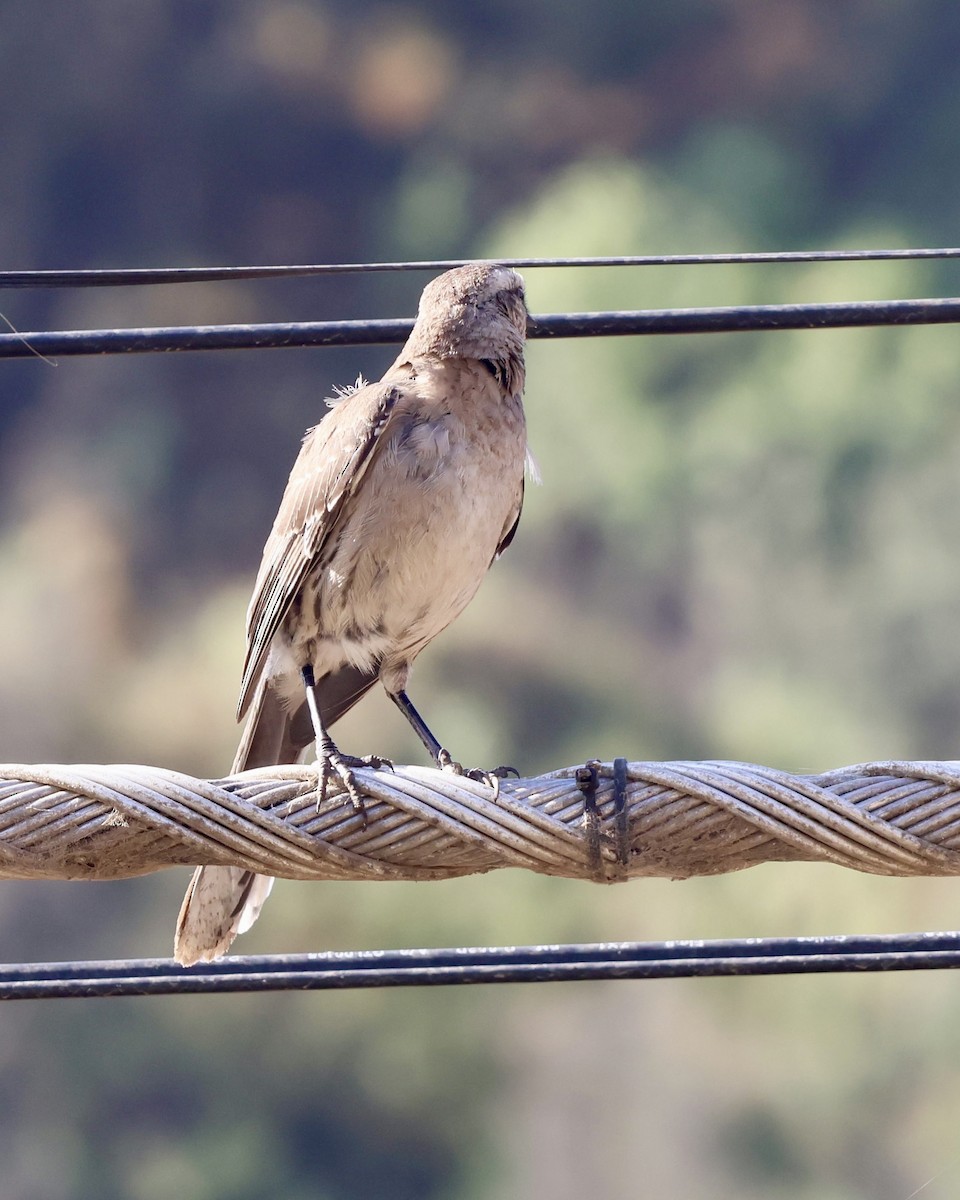 Chilean Mockingbird - ML646638538
