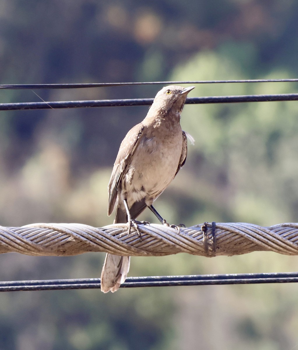 Chilean Mockingbird - ML646638539