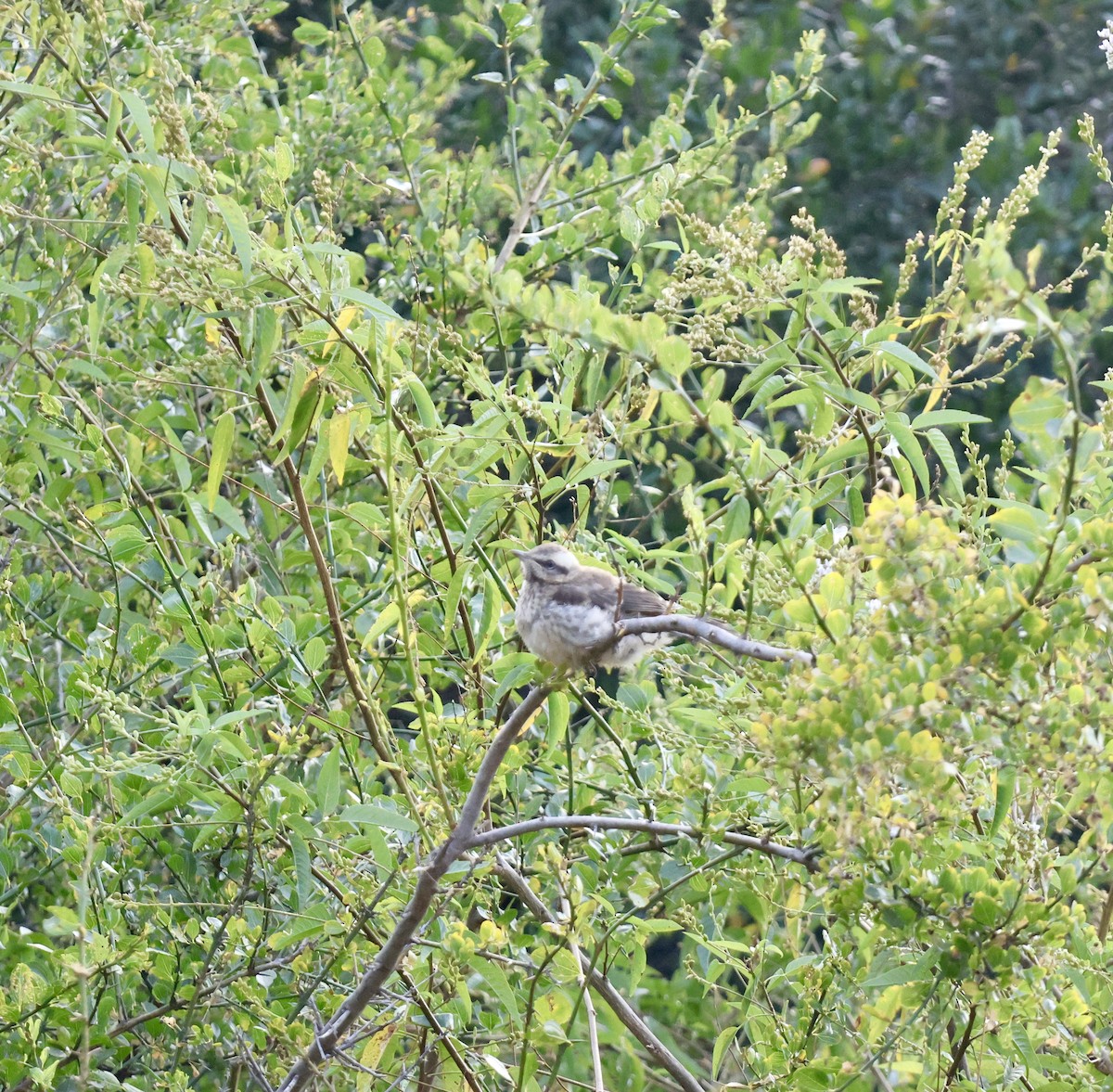 Chilean Mockingbird - ML646638542