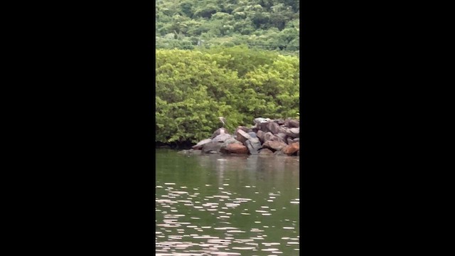 Grand Héron - ML646638543