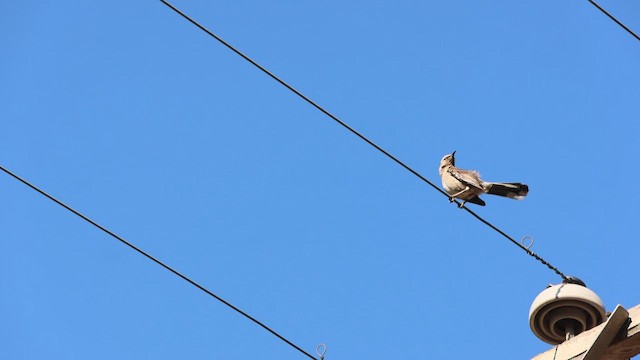 Chilean Mockingbird - ML646638545