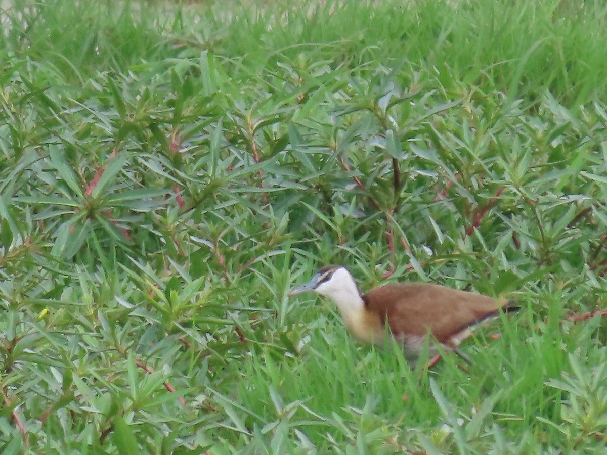 African Jacana - ML646638546