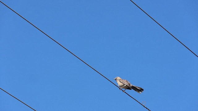 Chilean Mockingbird - ML646638547