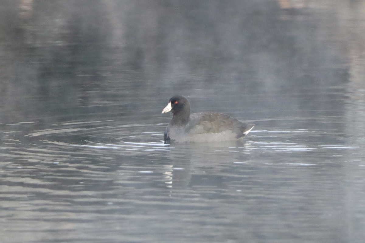American Coot - ML646638549