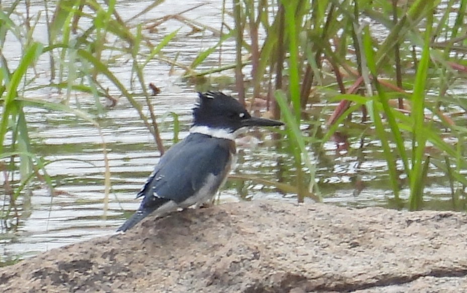 Belted Kingfisher - ML646638550