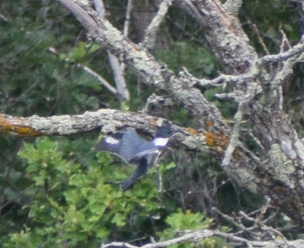 Belted Kingfisher - ML646638551