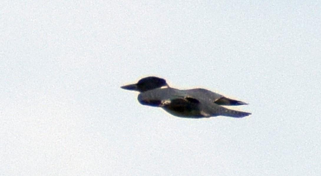 Belted Kingfisher - ML646638552