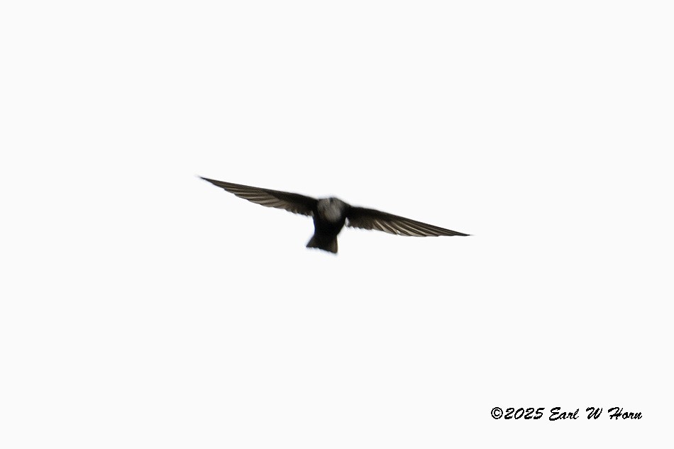 Little Swift - ML646638555