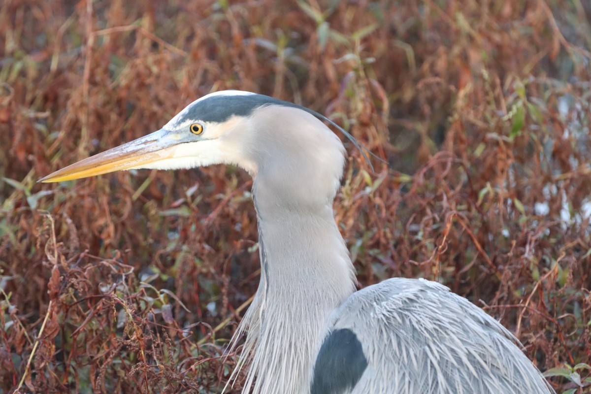Grand Héron - ML646638556