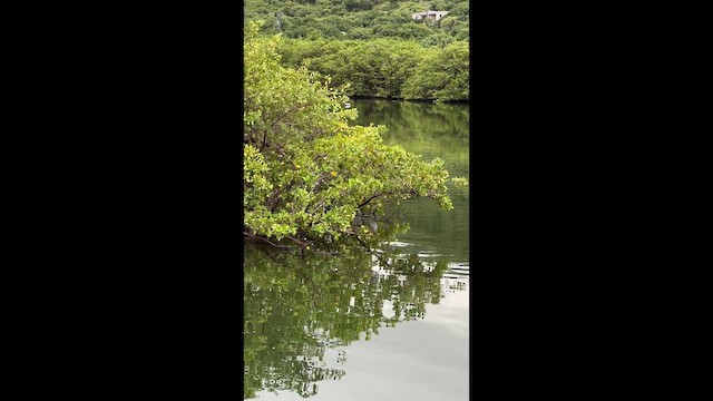 Green Heron - ML646638558