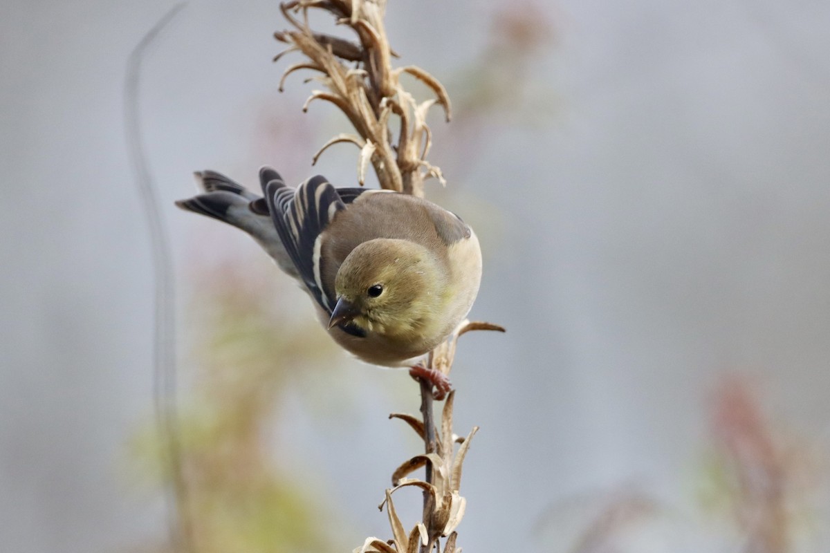 American Goldfinch - ML646638566