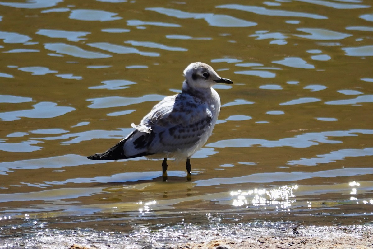 Andean Gull - ML646638567