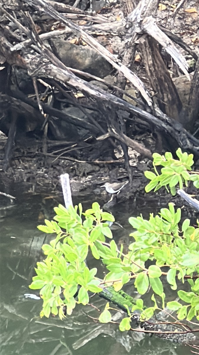 Spotted Sandpiper - ML646638568