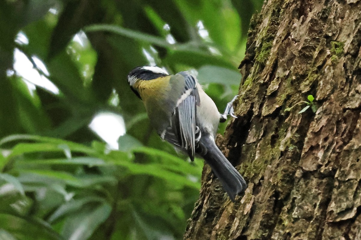 gråkjøttmeis - ML646638569