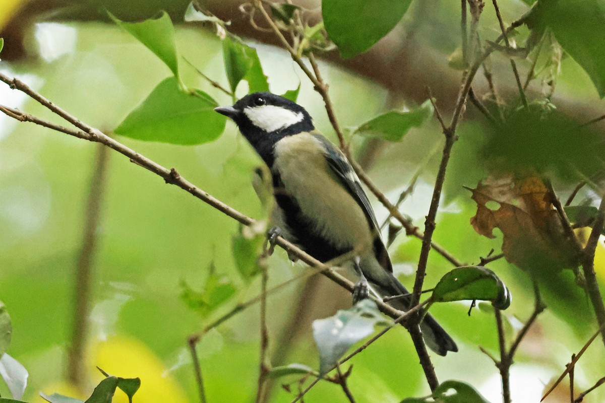 gråkjøttmeis - ML646638571