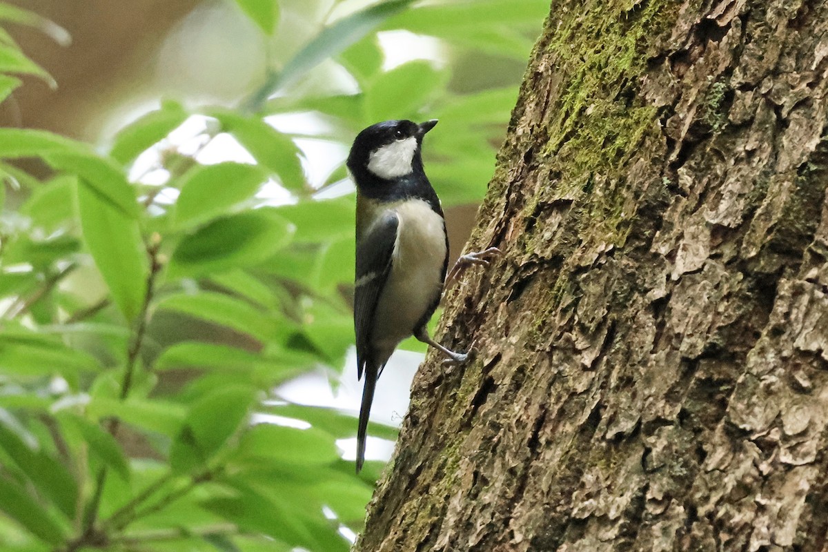 gråkjøttmeis - ML646638572