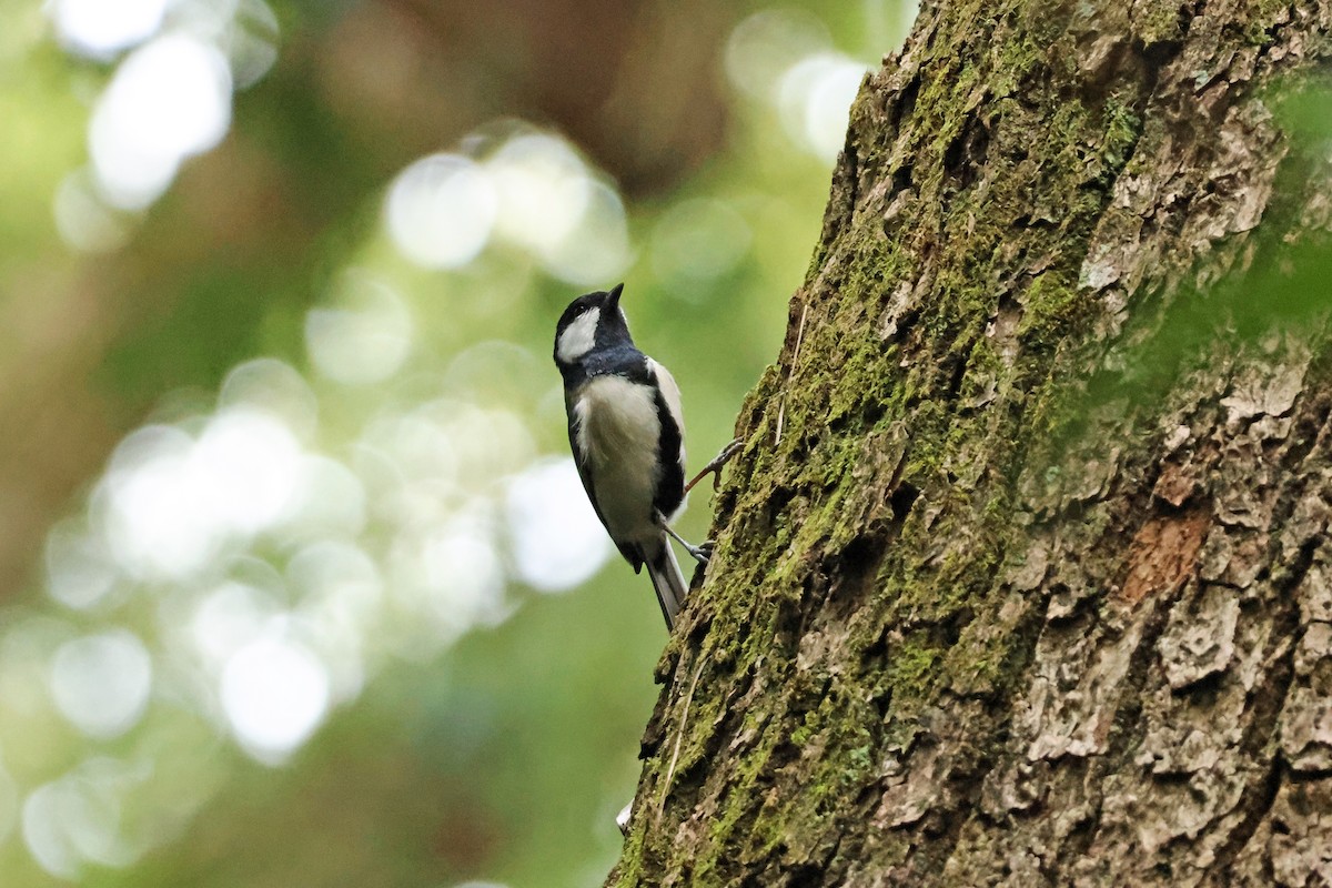 gråkjøttmeis - ML646638573