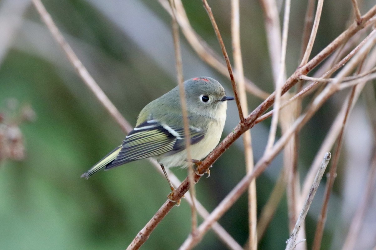 Ruby-crowned Kinglet - ML646638574