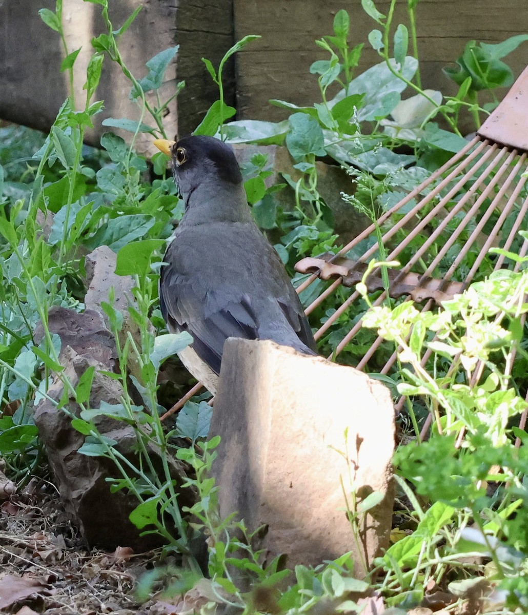 Austral Thrush - ML646638575