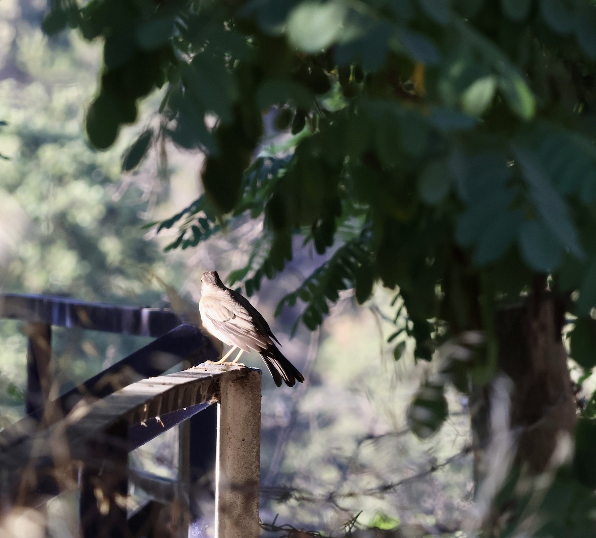 Austral Thrush - ML646638576