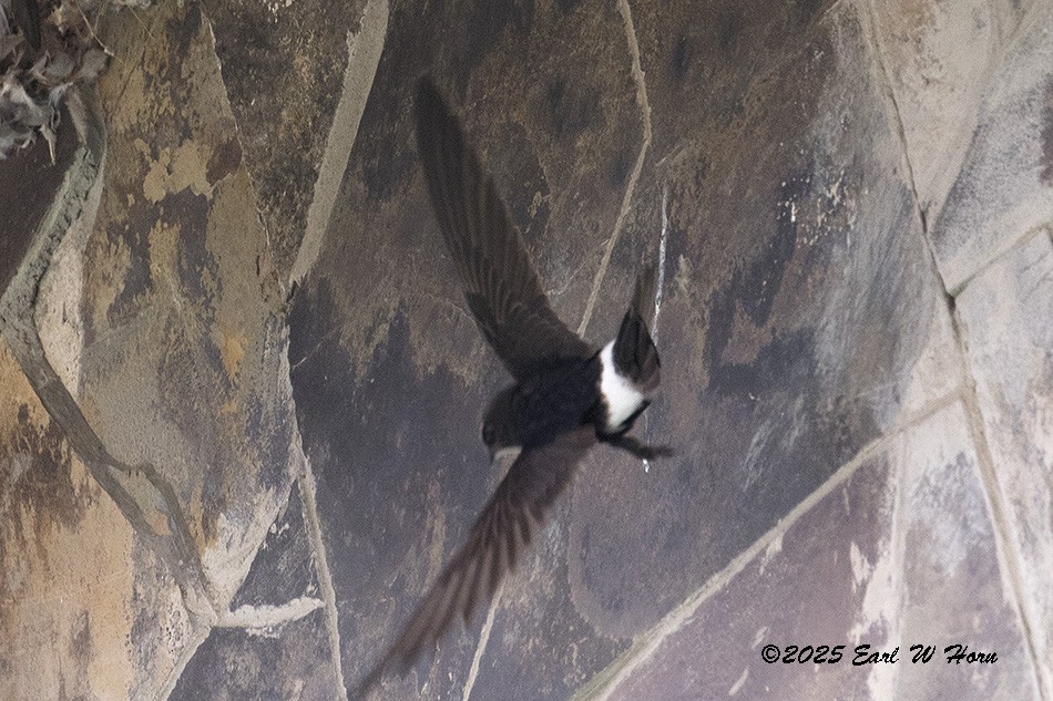 Sorbeltz txikia - ML646638578